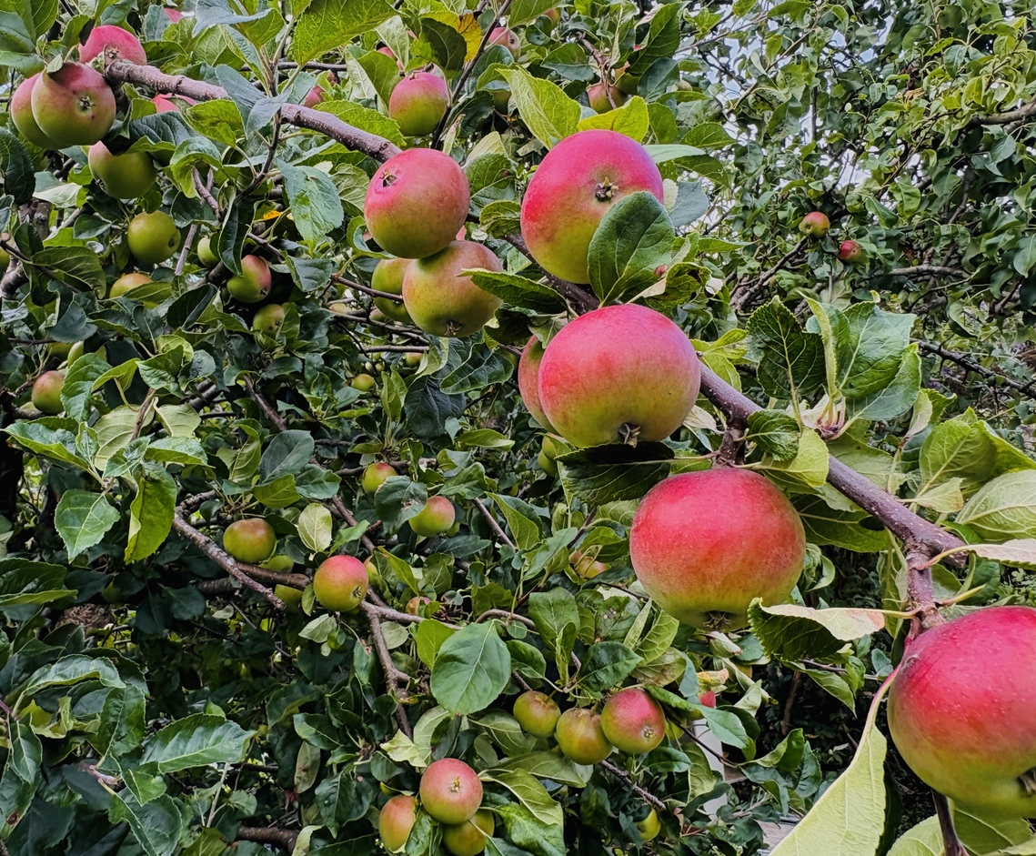 Apples