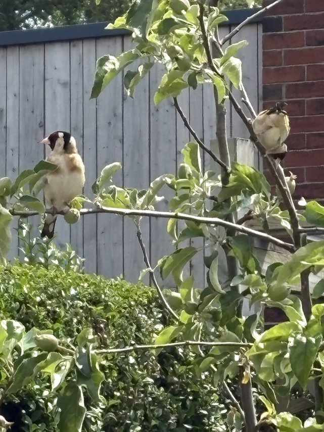 GOLDFINCHES