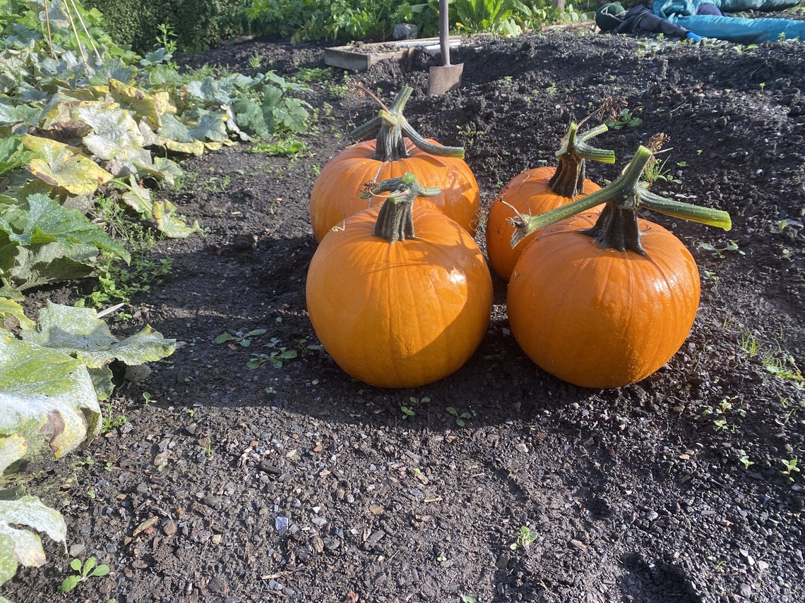 4 orange pumpkins