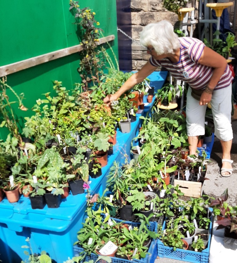 Tending the plants