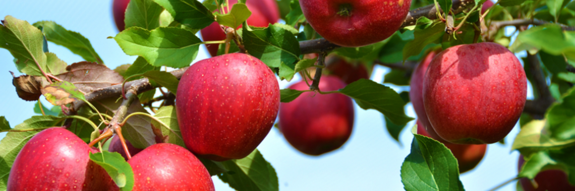 Apples Slider