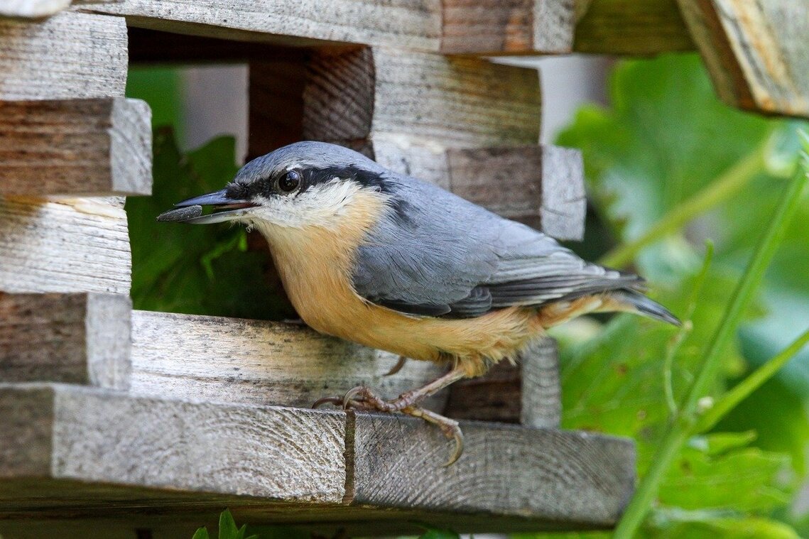 Image of a nuthatch bird
