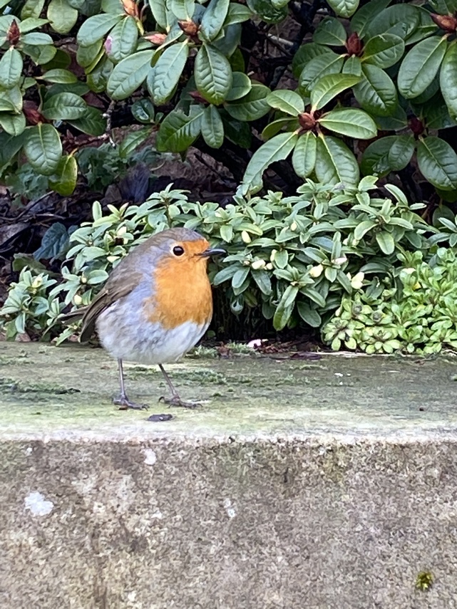 ROBIN