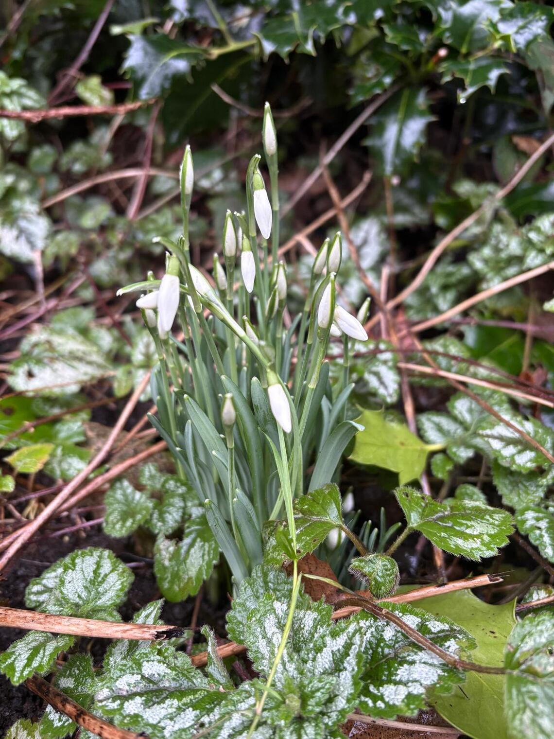 snowdrops