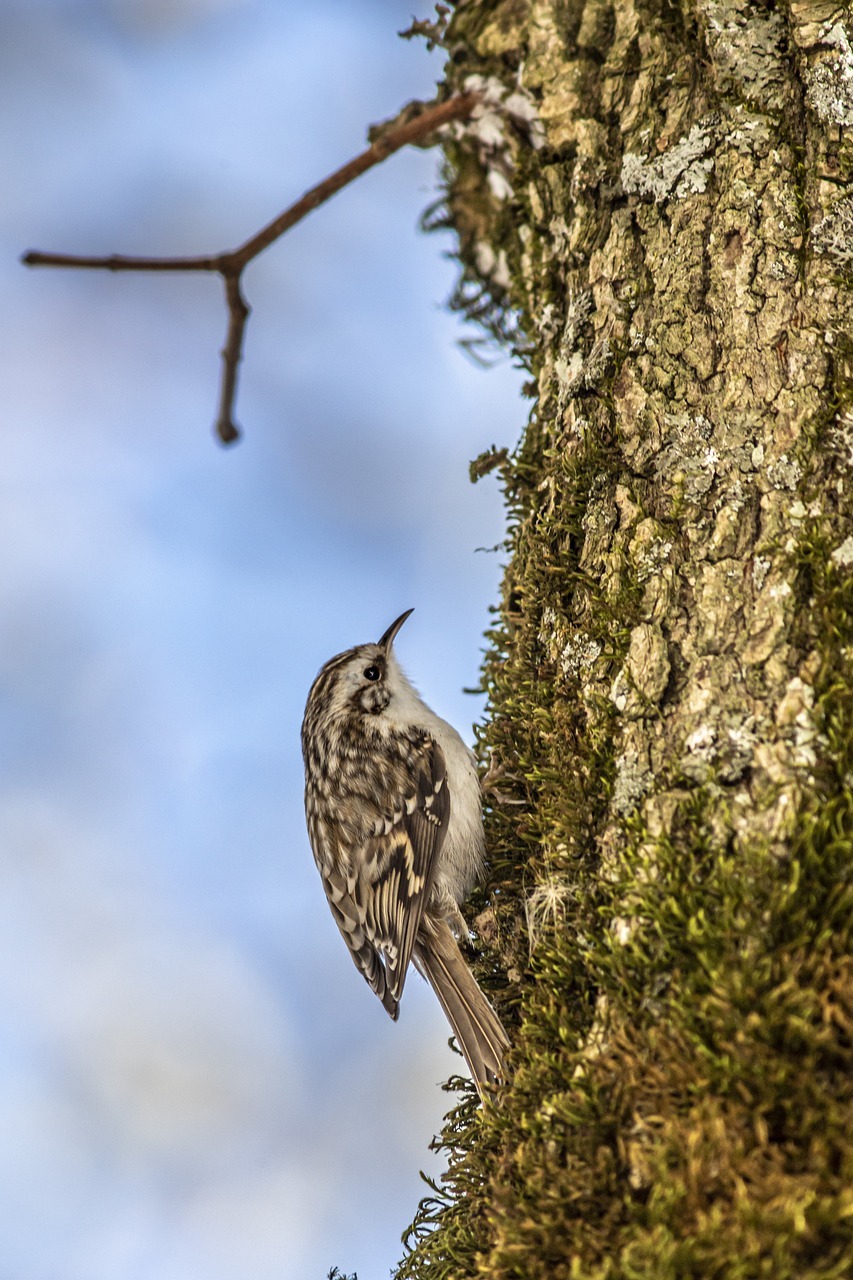 image of a tree creeper